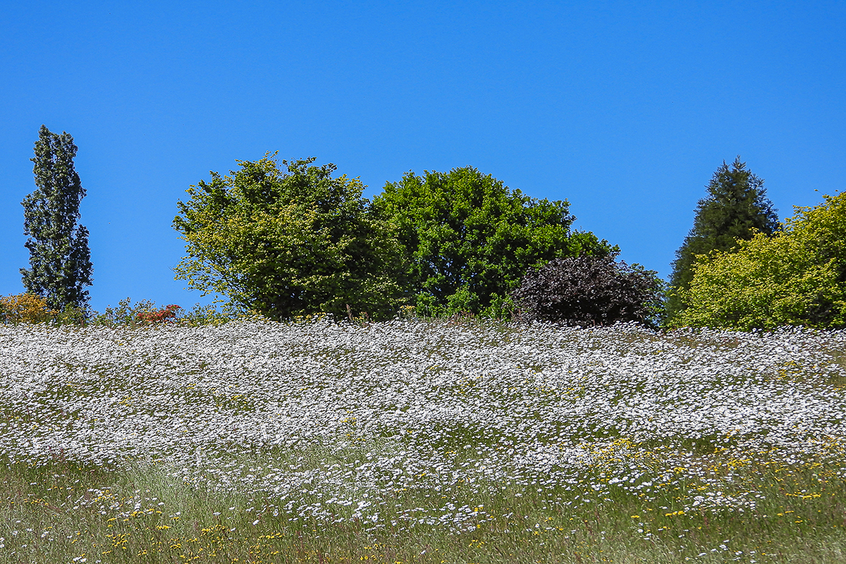 Bloemenweide