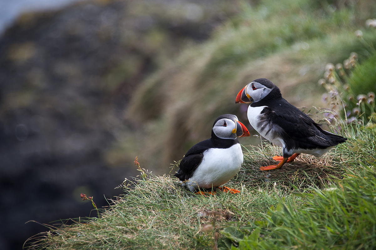 Puffins Staffa