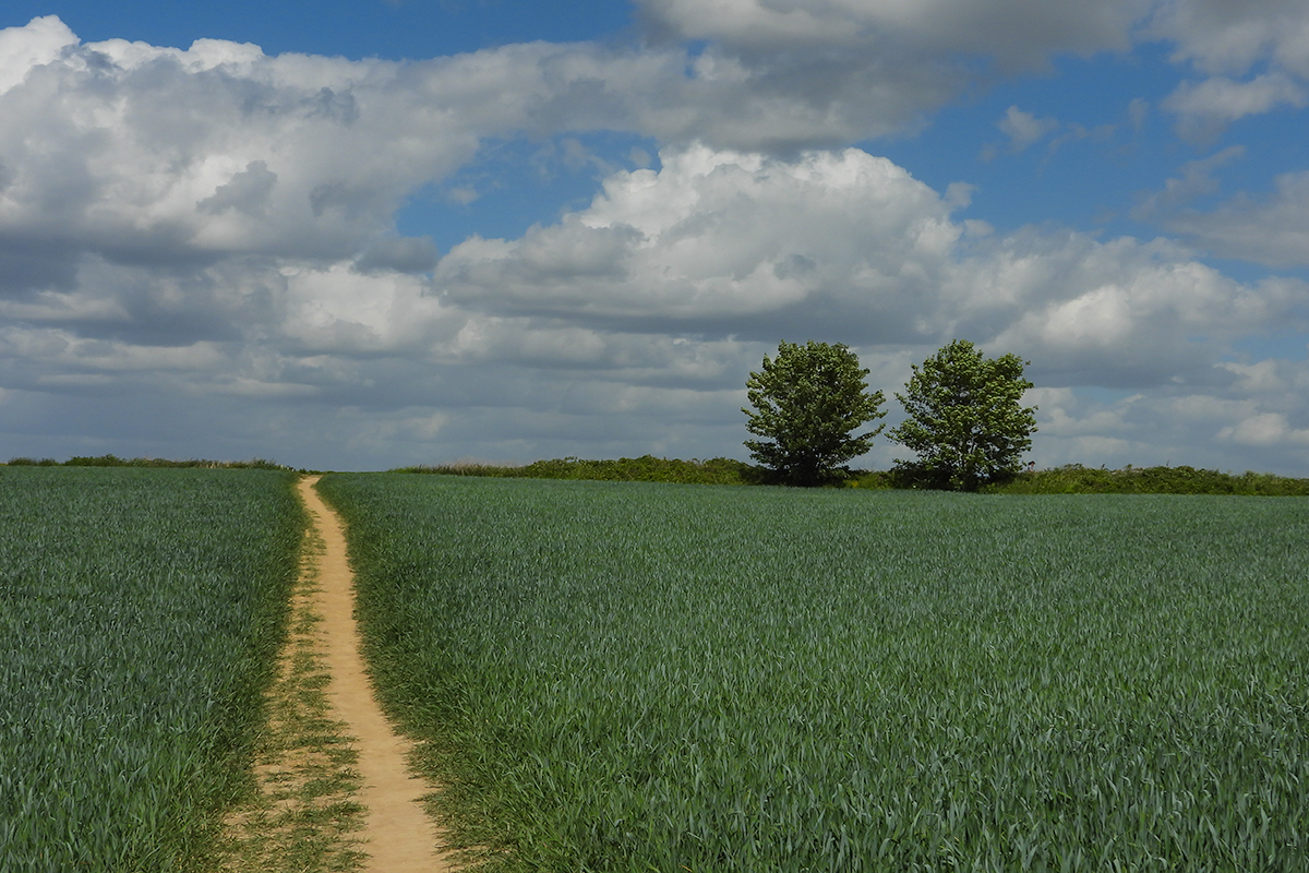 Waterloosveld