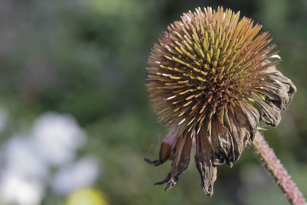 uitgebloemde bloem